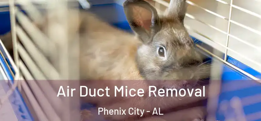  Air Duct Mice Removal Phenix City - AL